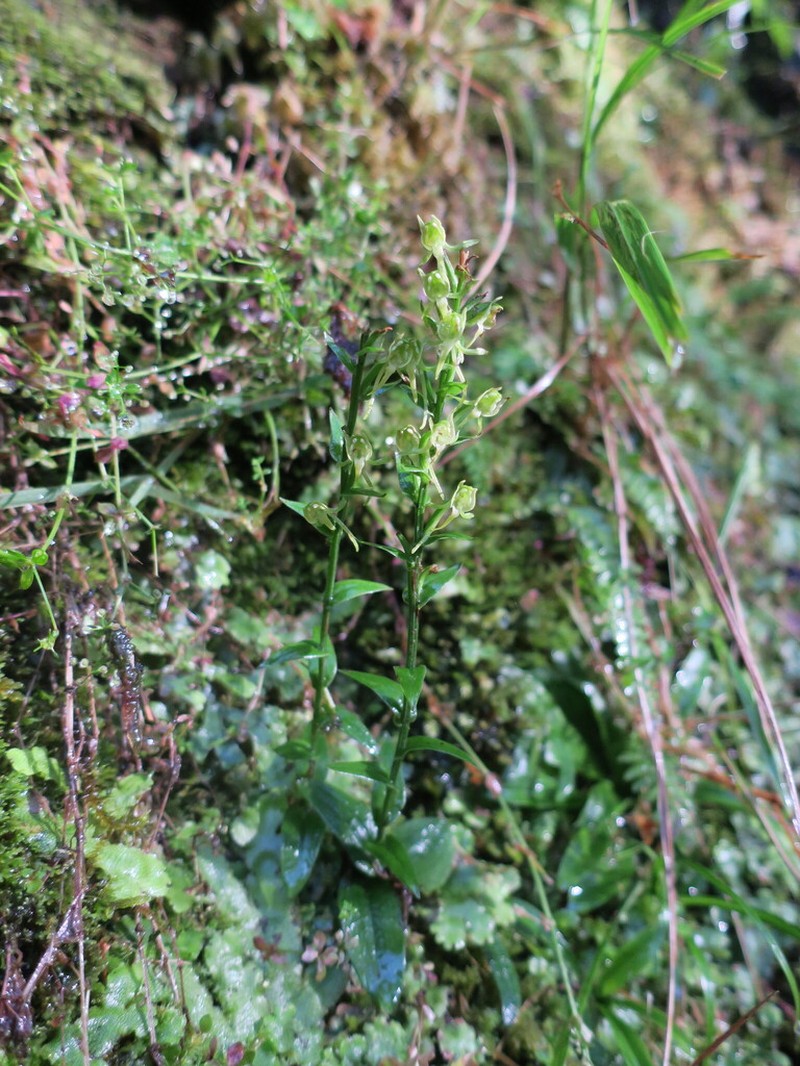 Platanthera formosana photo 3