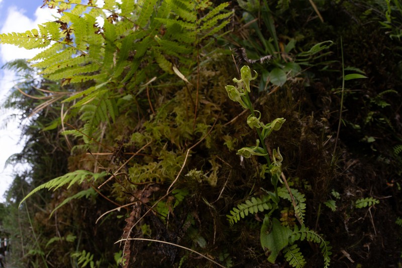 Platanthera formosana photo 4