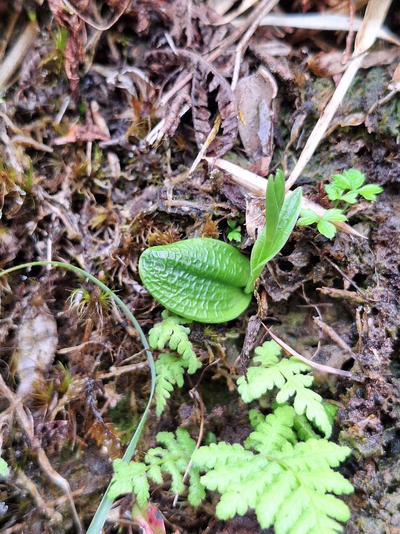 Platanthera formosana photo 5