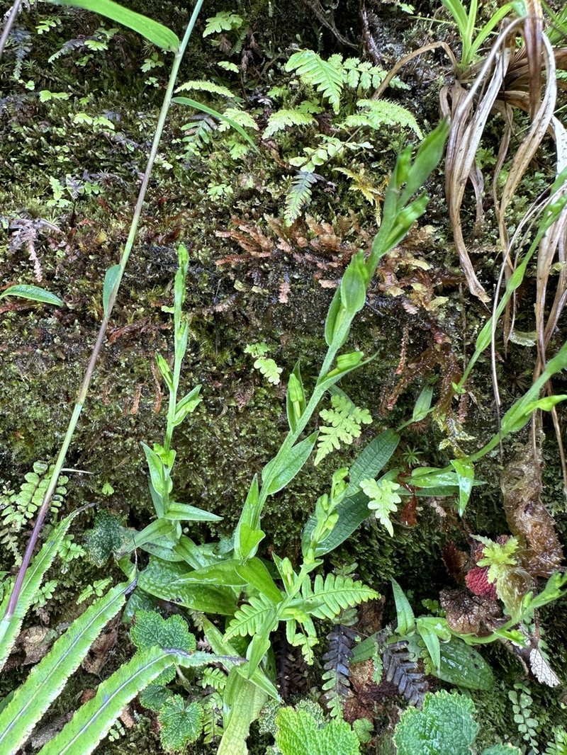 Platanthera formosana photo 6