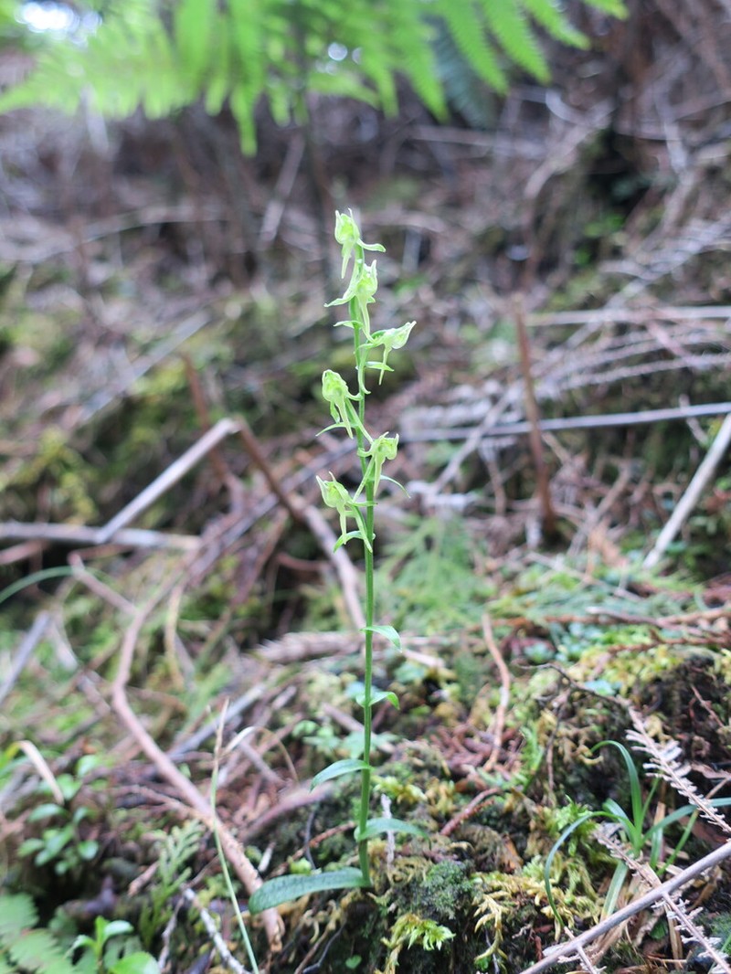 Platanthera formosana photo 7