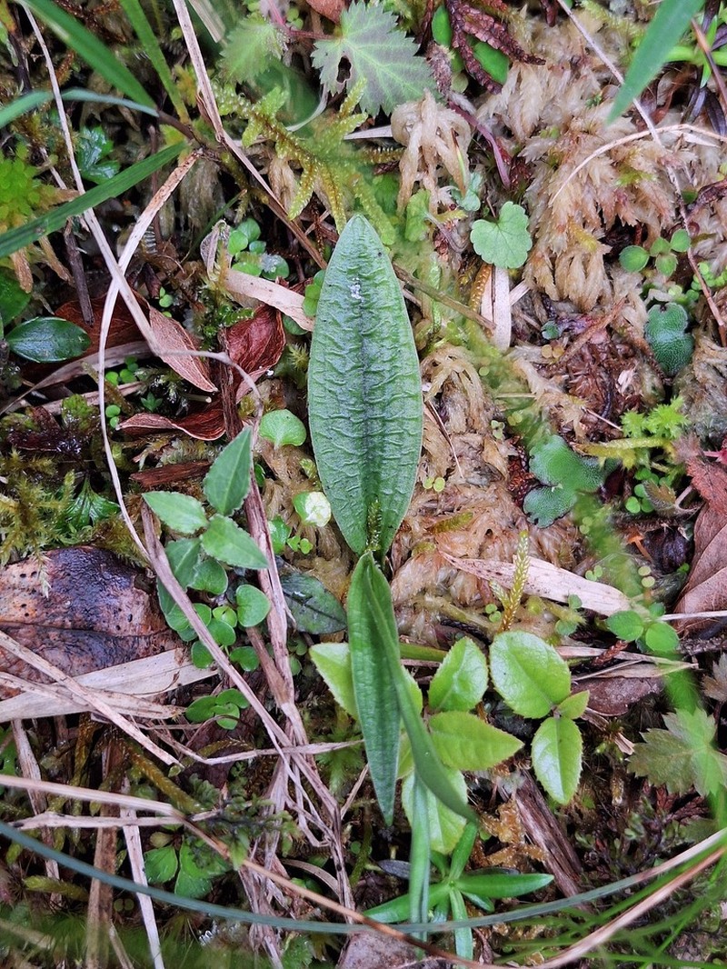 Platanthera formosana photo 8