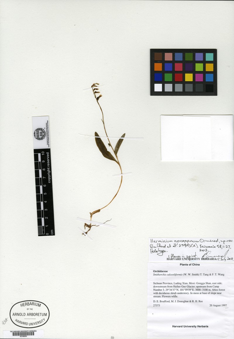 Platanthera gonggana