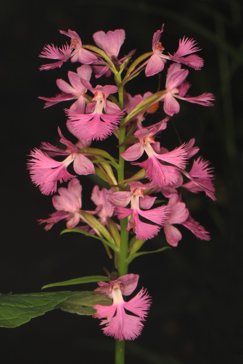Greater Purple Fringed Orchid