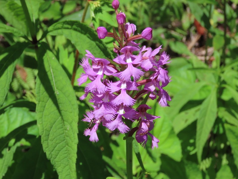 Greater Purple Fringed Orchid