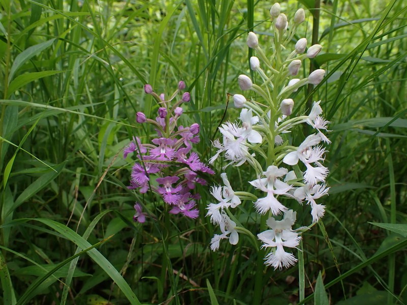 Greater Purple Fringed Orchid photo 2