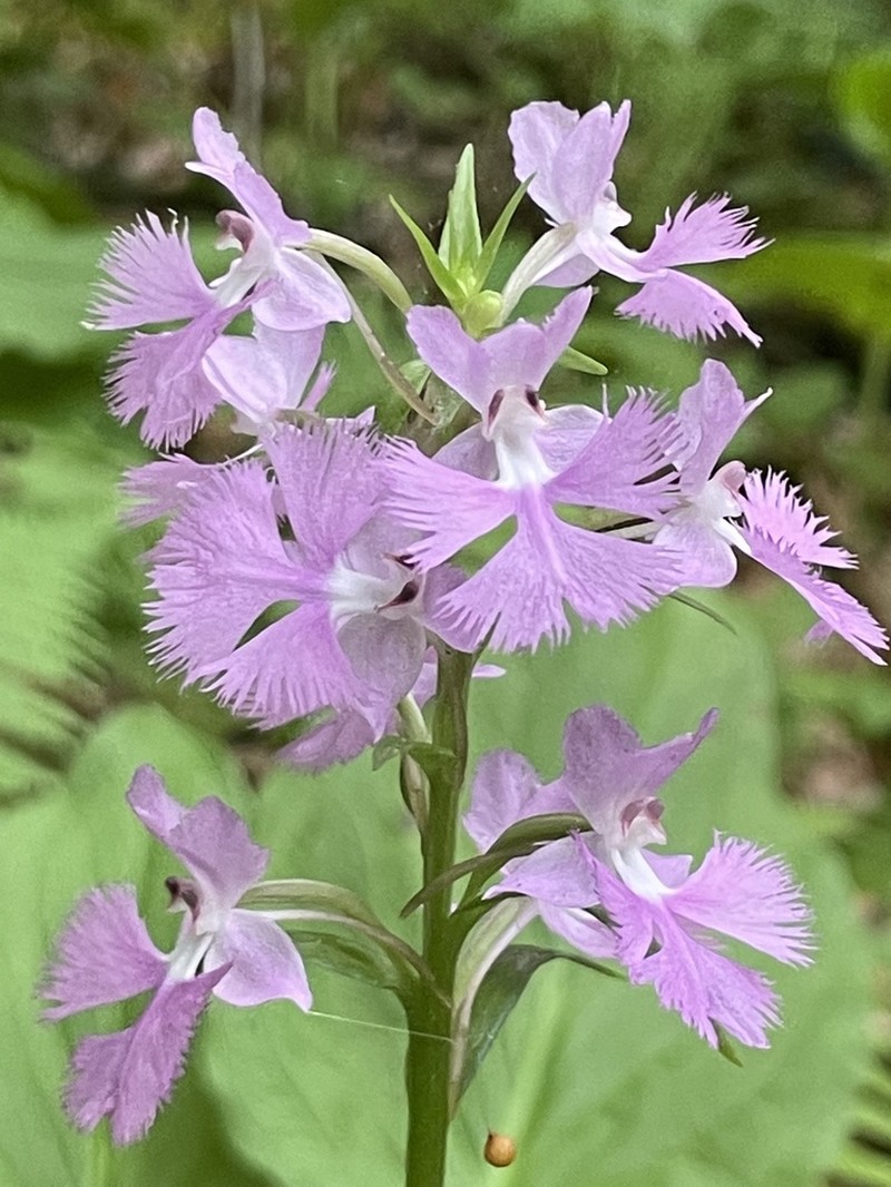 Greater Purple Fringed Orchid photo 3