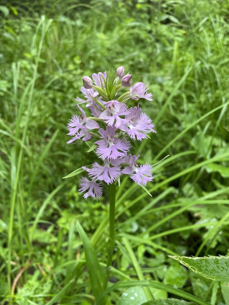 Greater Purple Fringed Orchid photo 4