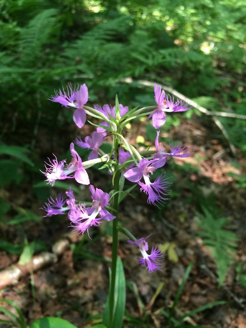 Greater Purple Fringed Orchid photo 5