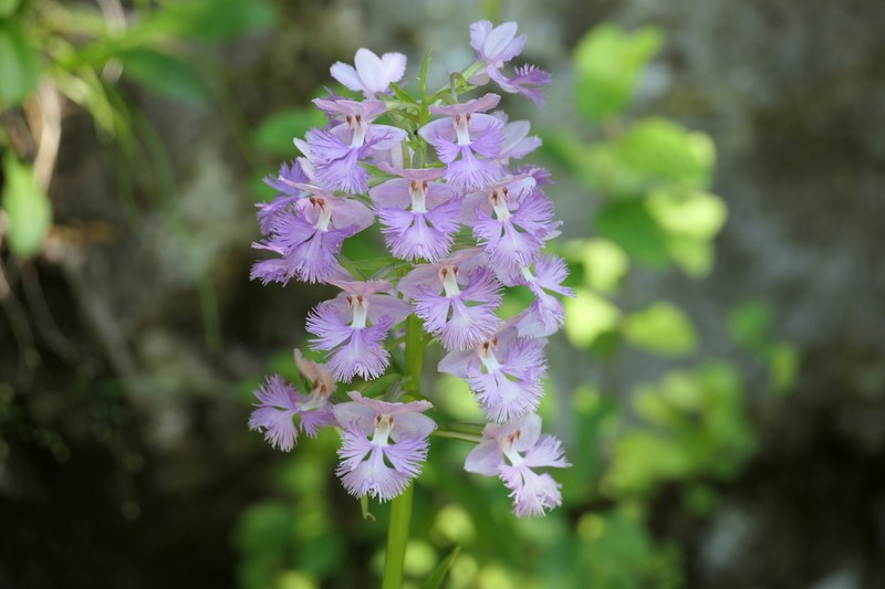 Greater Purple Fringed Orchid photo 6