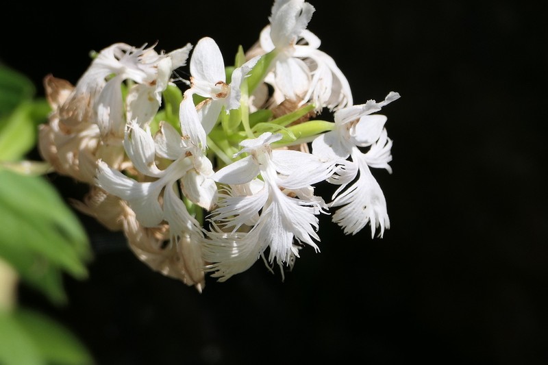 Greater Purple Fringed Orchid photo 7
