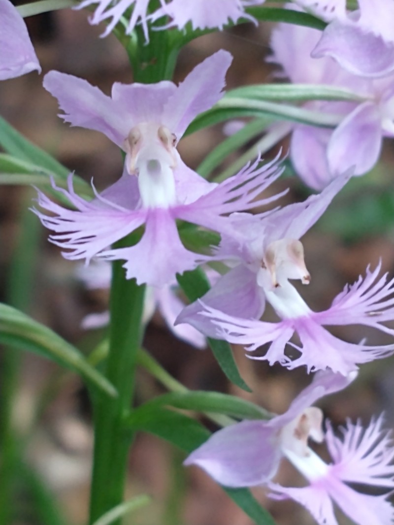 Greater Purple Fringed Orchid photo 8
