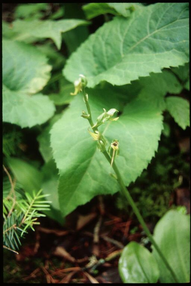 Hooker's Orchid