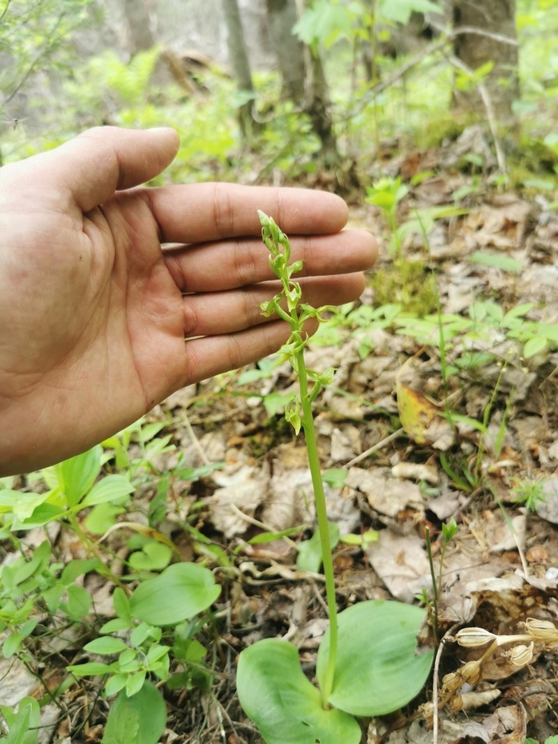 Hooker's Orchid photo 3