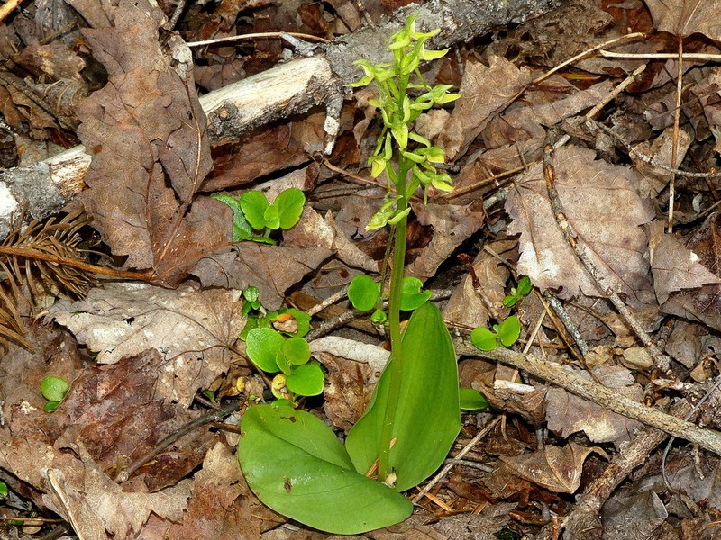 Hooker's Orchid photo 4