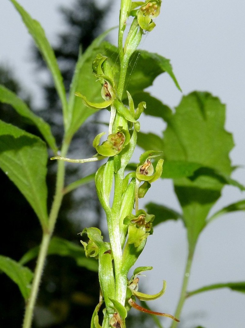 Hooker's Orchid photo 5