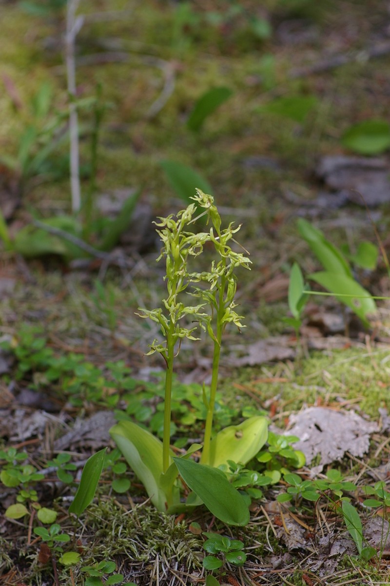 Hooker's Orchid photo 6