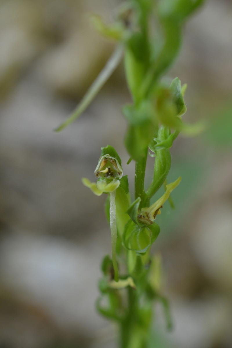 Hooker's Orchid photo 7