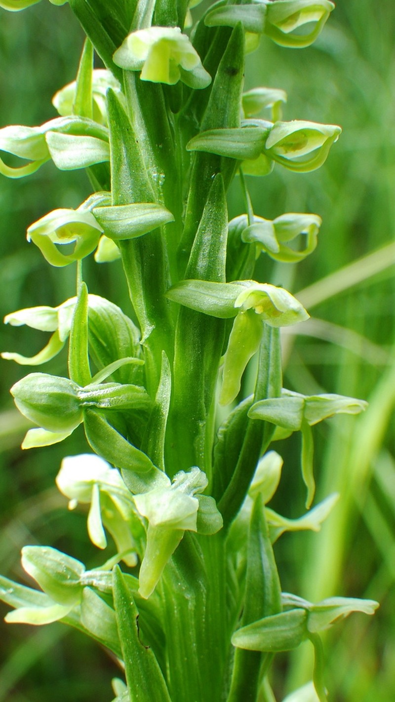 Huron Green Orchid photo 3
