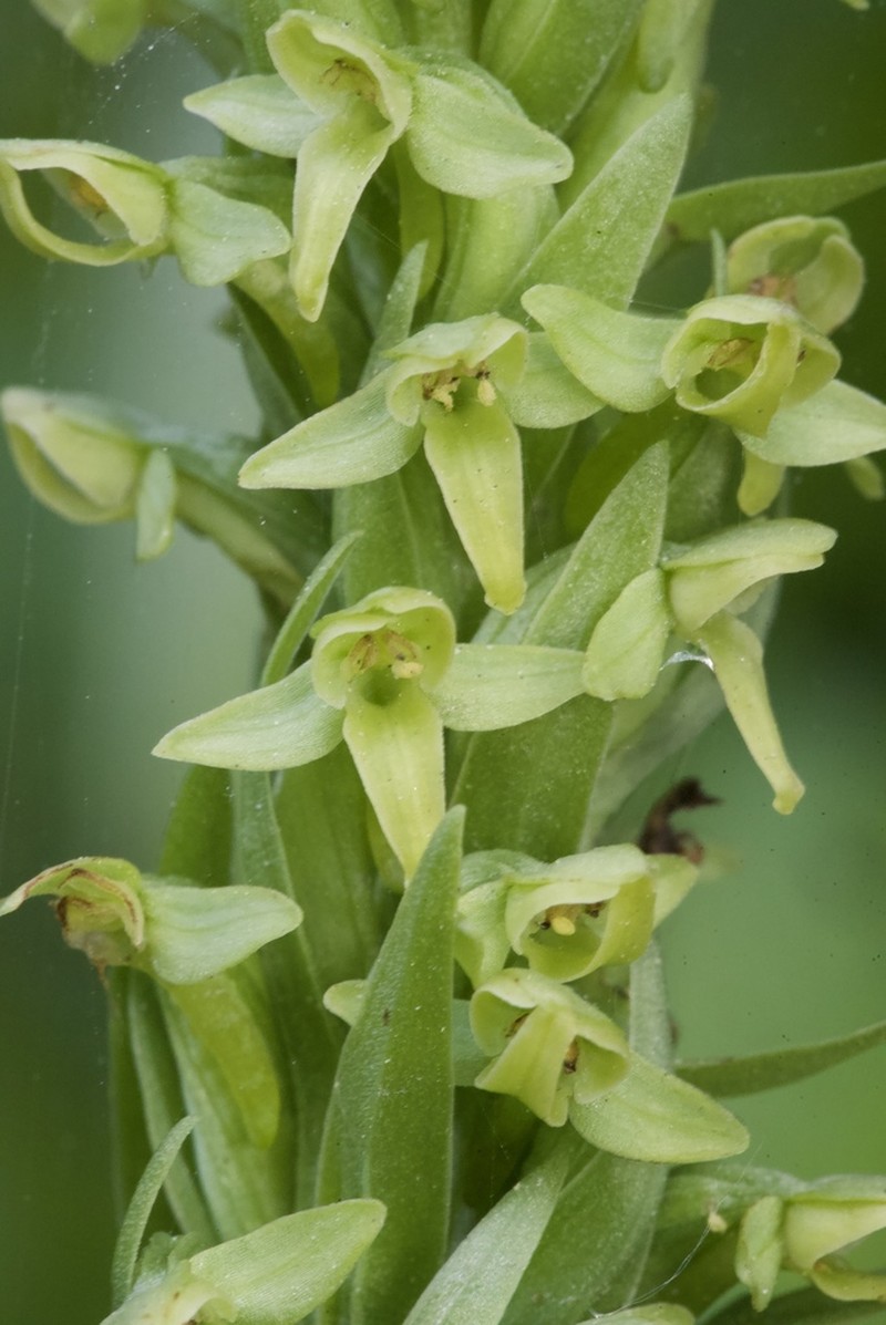 Huron Green Orchid photo 4