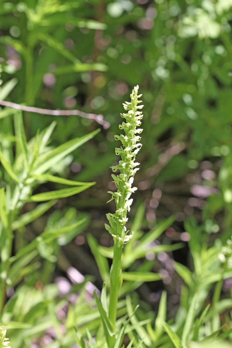Huron Green Orchid photo 7