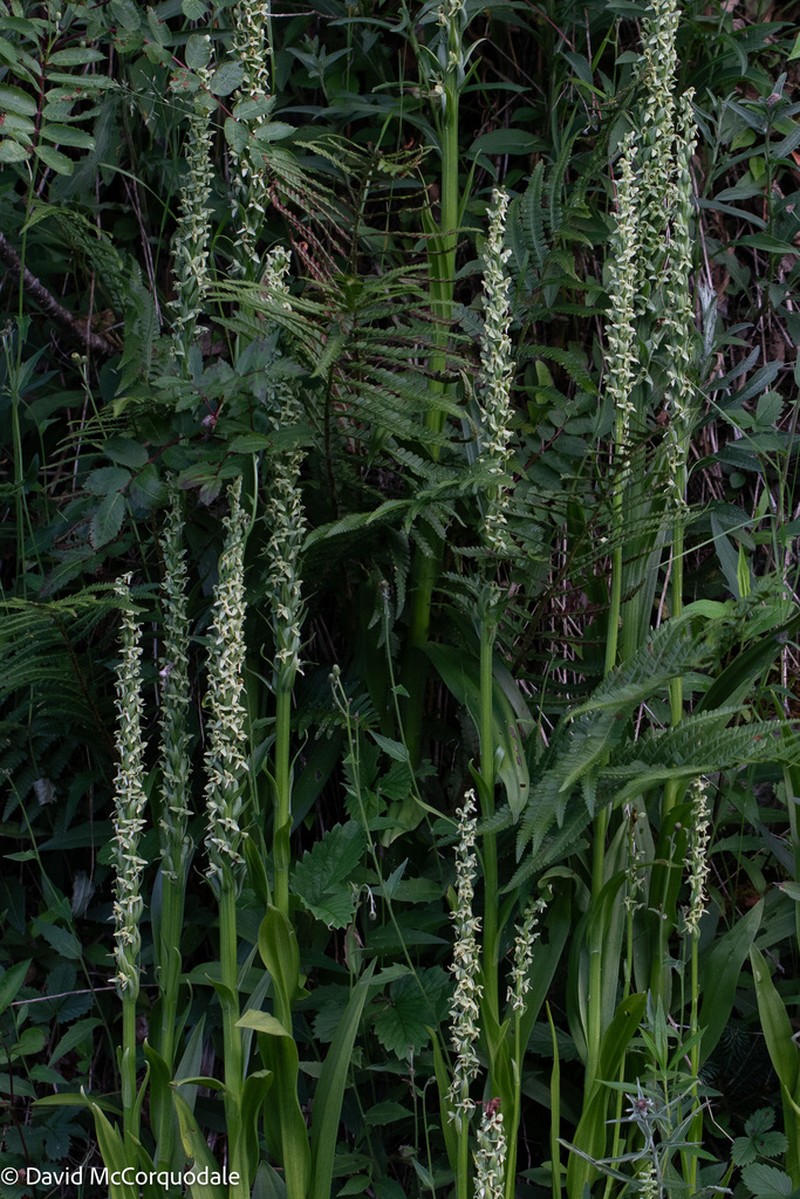 Huron Green Orchid photo 8
