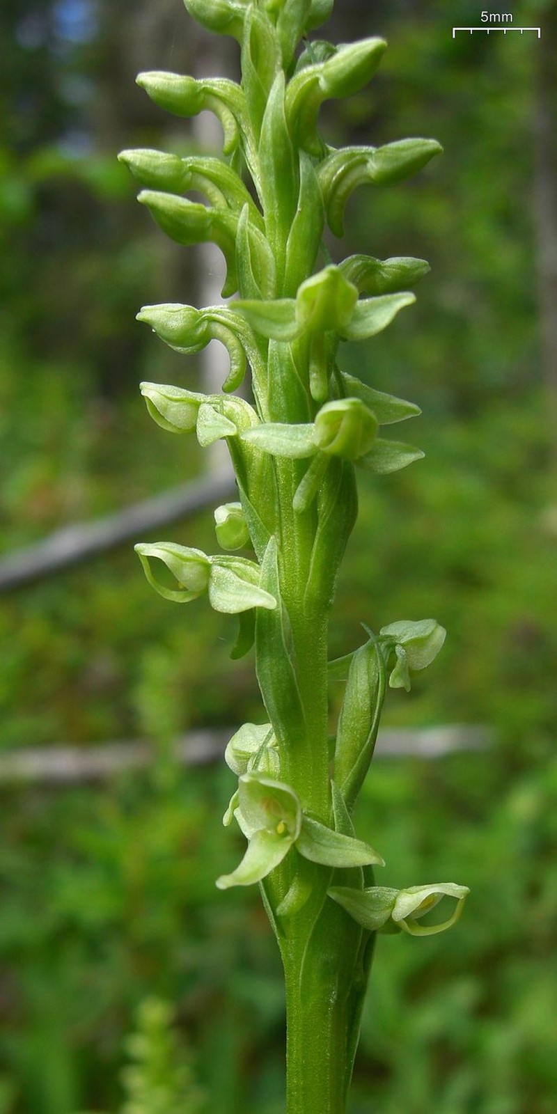 Green Orchid