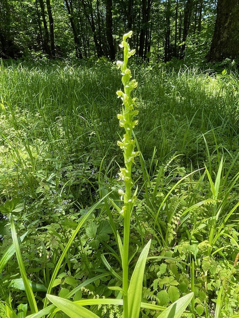 Green Orchid photo 5