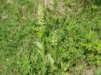 Northern Green Orchid