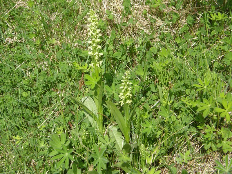Northern Green Orchid