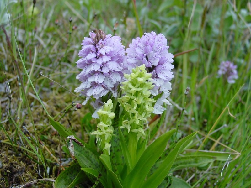 Northern Green Orchid photo 3