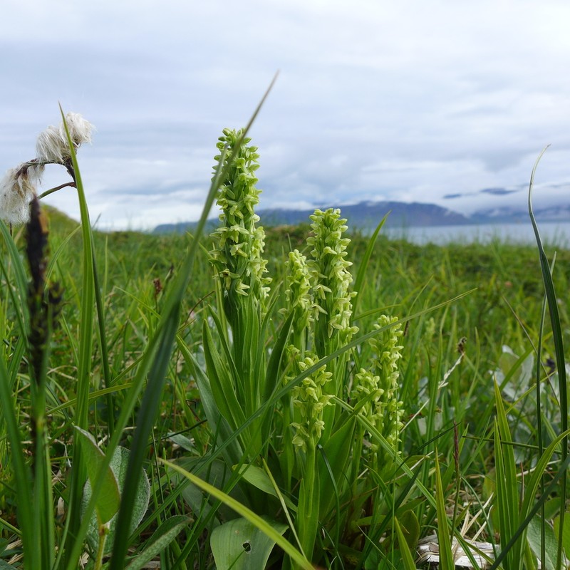 Northern Green Orchid photo 4