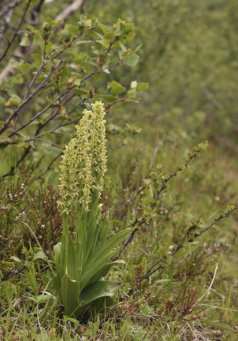 Northern Green Orchid photo 5