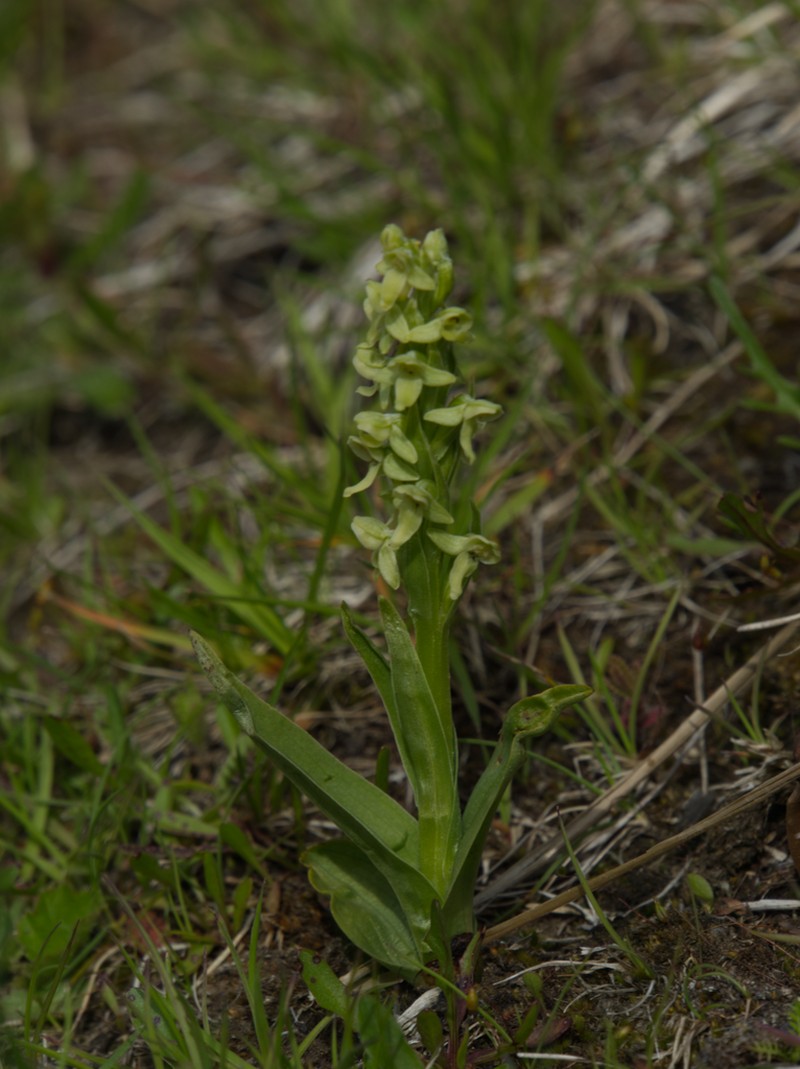 Northern Green Orchid photo 6