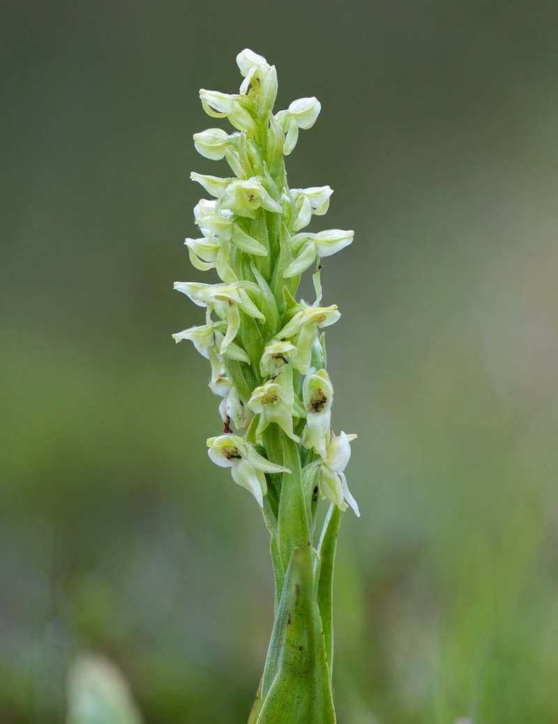Northern Green Orchid photo 7
