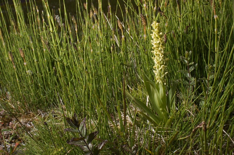 Northern Green Orchid photo 8