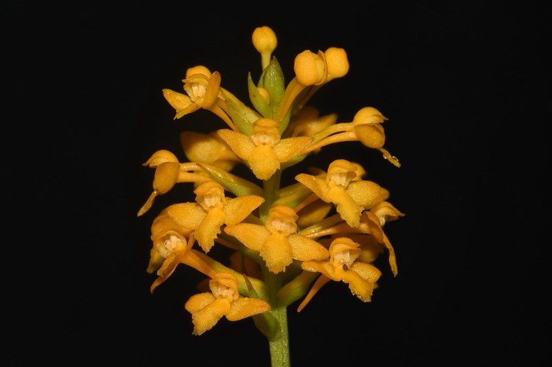 Yellow Fringeless Orchid