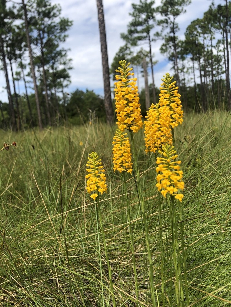 Yellow Fringeless Orchid photo 2