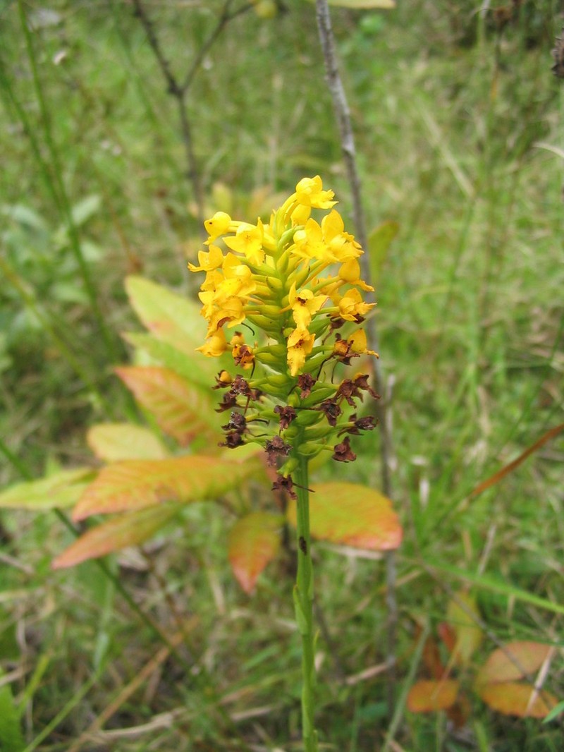 Yellow Fringeless Orchid photo 3