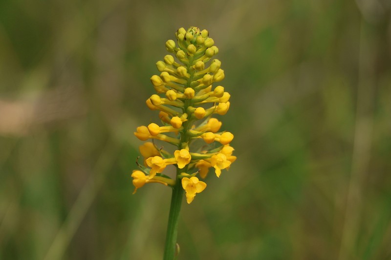 Yellow Fringeless Orchid photo 4