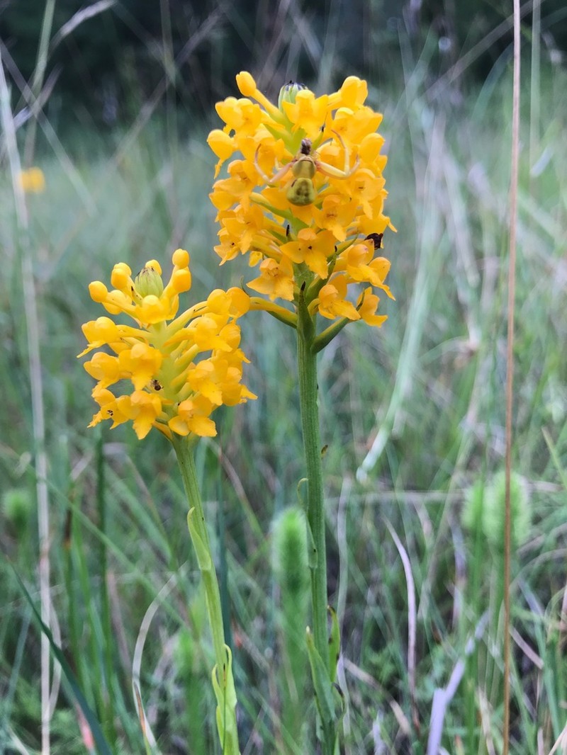 Yellow Fringeless Orchid photo 5