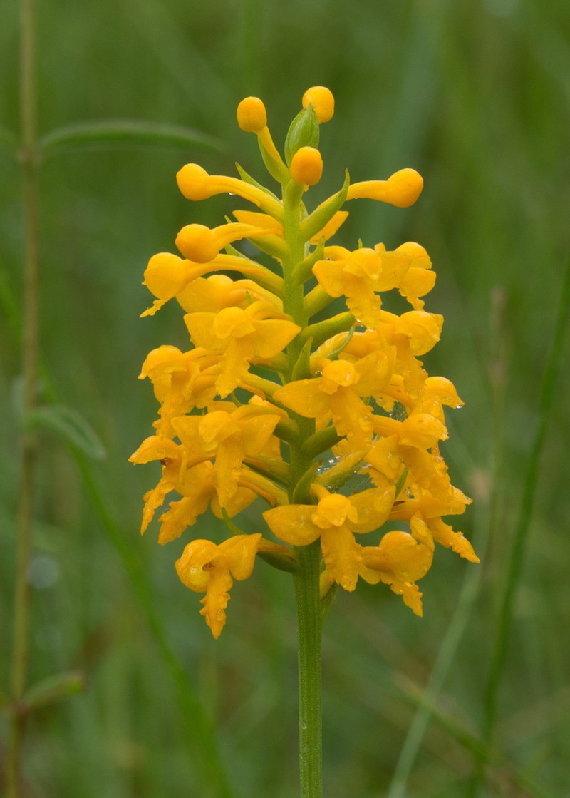 Yellow Fringeless Orchid photo 6