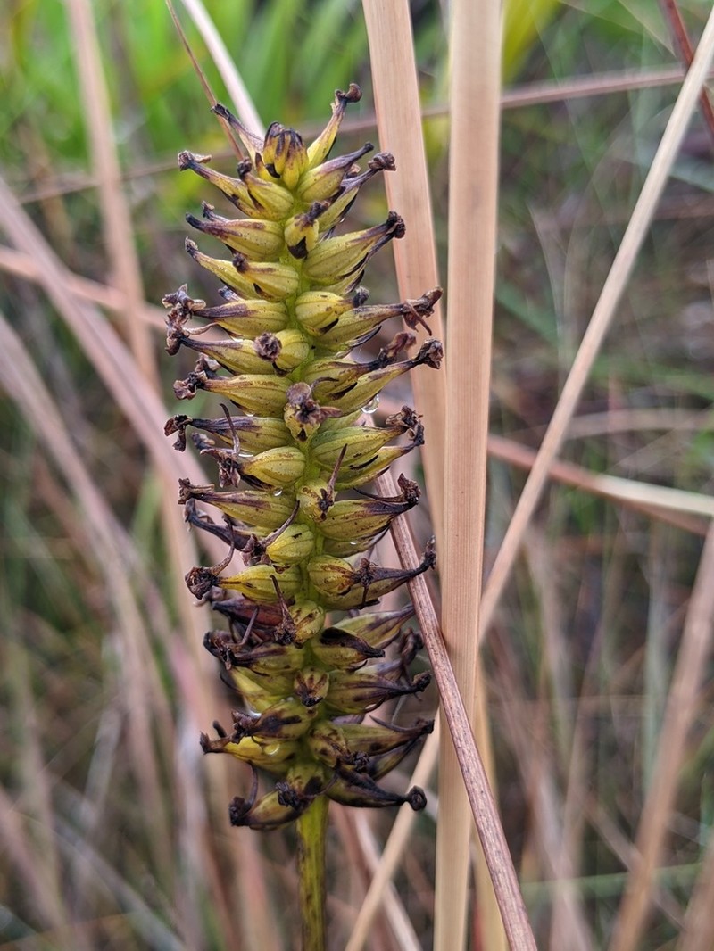 Yellow Fringeless Orchid photo 7