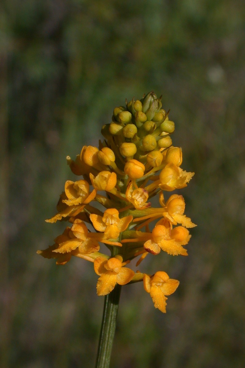 Yellow Fringeless Orchid photo 8
