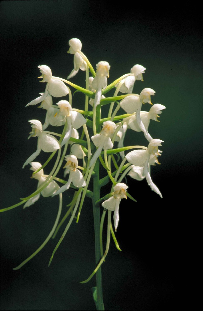 White Fringeless Orchid
