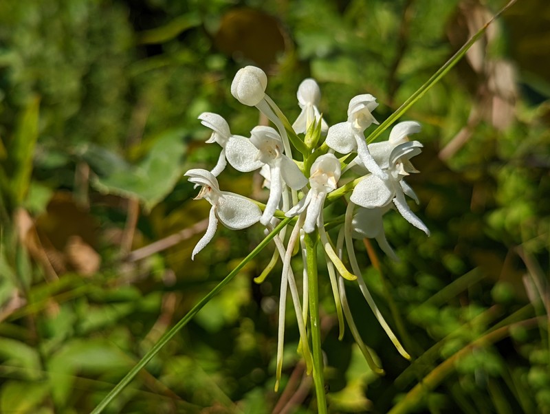 White Fringeless Orchid photo 3
