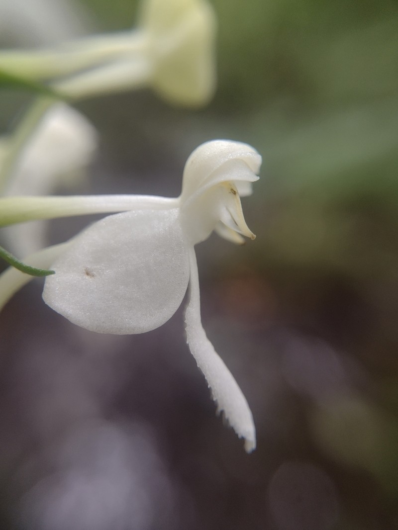 White Fringeless Orchid photo 4