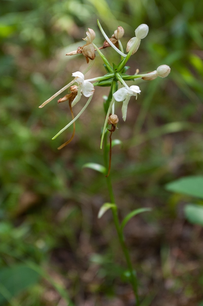 White Fringeless Orchid photo 5