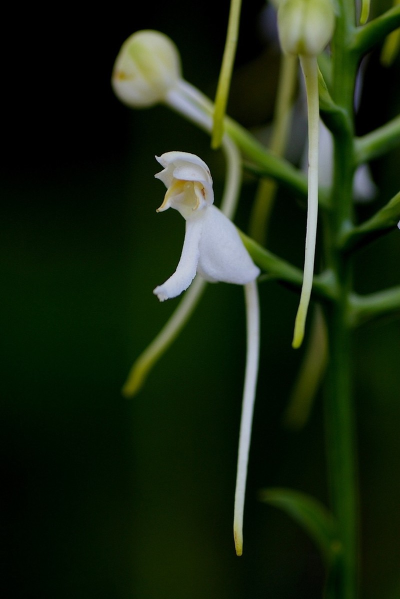 White Fringeless Orchid photo 7