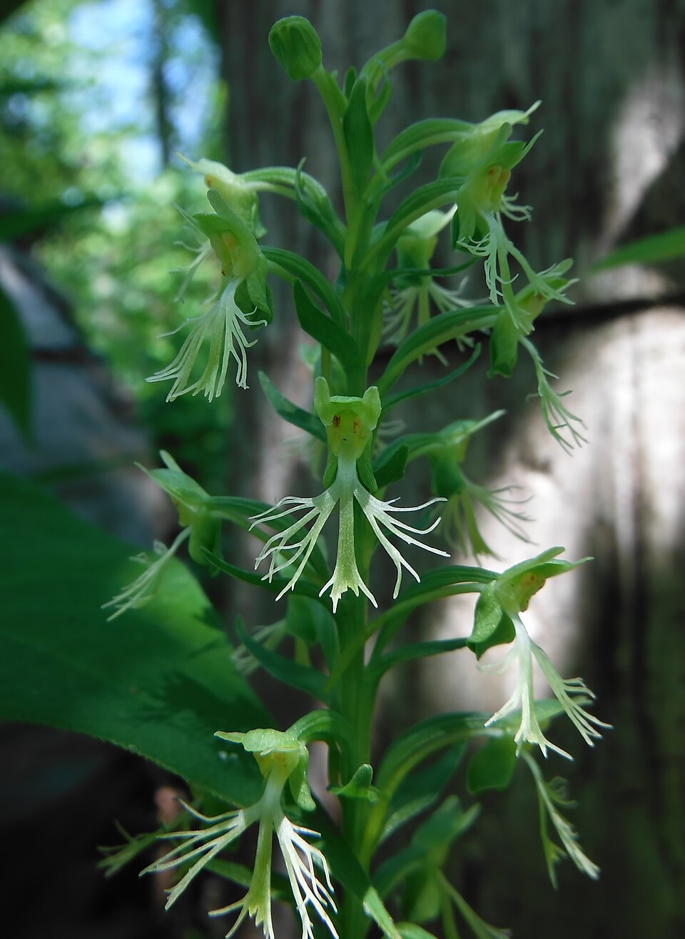 Green Fringed Orchid